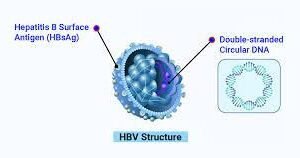 HEPATITIS B VIRAL DNA (HBV DNA) QUANTITATIVE REAL TIME PCR